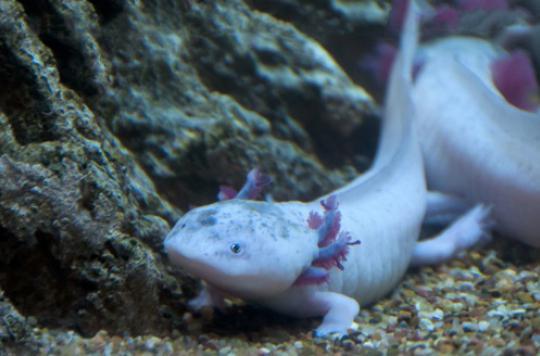 La disparition d'un petit « monstre » aquatique inquiète les chercheurs